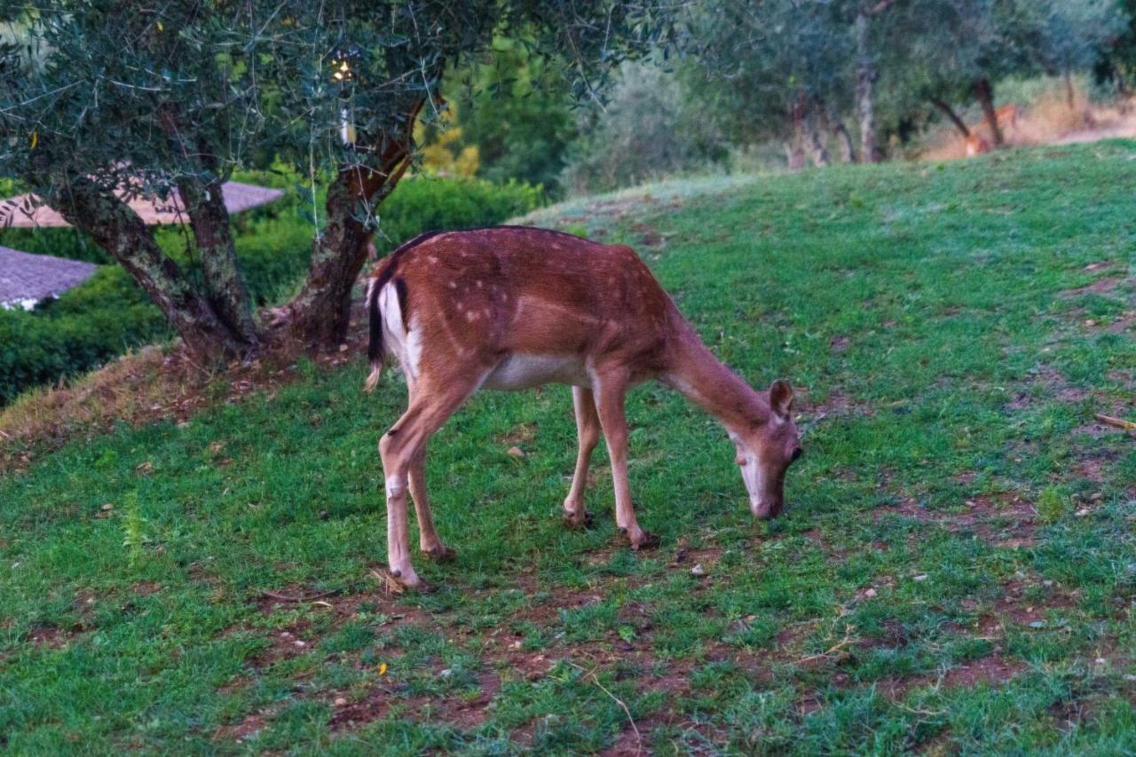 فيلا Celle Di Lecchi Nel Chianti San Sano المظهر الخارجي الصورة